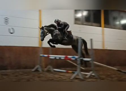 Hanoverian, Mare, 4 years, Gray-Dapple