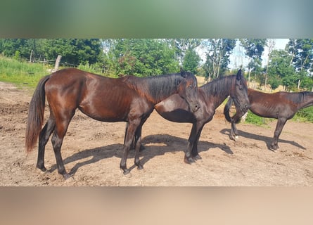 Hanoverian, Mare, 5 years, 14,2 hh, Black