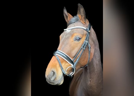 Hanoverian, Mare, 5 years, 15.2 hh, Brown