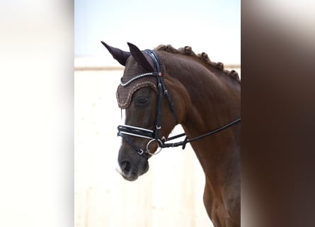 Hanoverian, Mare, 5 years, 15,2 hh, Chestnut