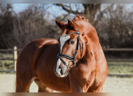 Hanoverian, Mare, 5 years, 15.2 hh, Chestnut-Red