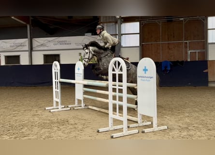 Hanoverian, Mare, 5 years, 15,2 hh, Gray-Dapple