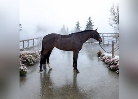 Hanoverian, Mare, 5 years, 15,3 hh, Bay-Dark