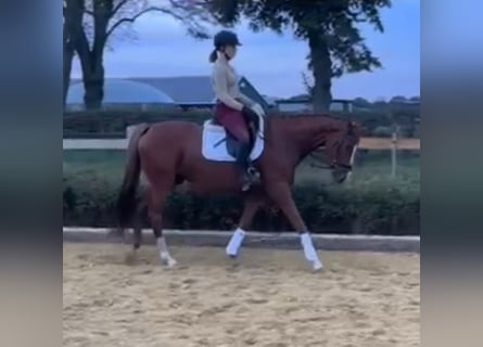 Hanoverian, Mare, 5 years, 15.3 hh, Chestnut-Red