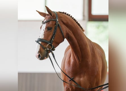 Hanoverian, Mare, 5 years, 15.3 hh, Chestnut-Red