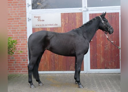 Hanoverian, Mare, 5 years, 15 hh, Black