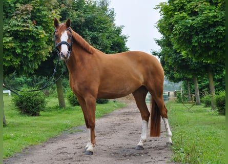 Hanoverian, Mare, 5 years, 15,2 hh, Chestnut-Red