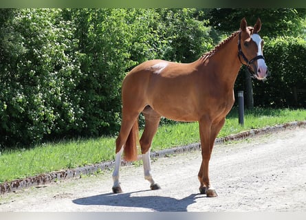 Hanoverian, Mare, 5 years, 15,2 hh, Chestnut-Red