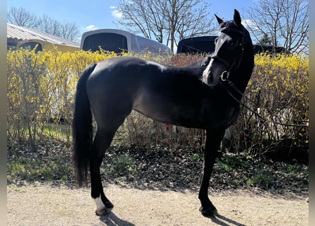 Hanoverian, Mare, 5 years, 15,3 hh, Smoky-Black
