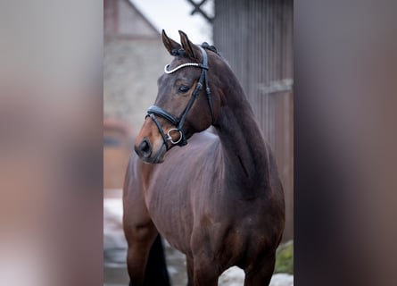 Hanoverian, Mare, 5 years, 16.1 hh, Bay-Dark