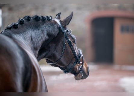 Hanoverian, Mare, 5 years, 16.1 hh, Bay-Dark