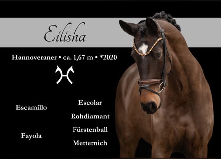 Hanoverian, Mare, 5 years, 16.1 hh, Bay-Dark