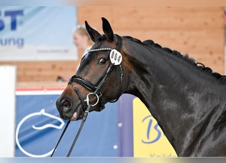 Hanoverian, Mare, 5 years, 16,1 hh, Bay-Dark