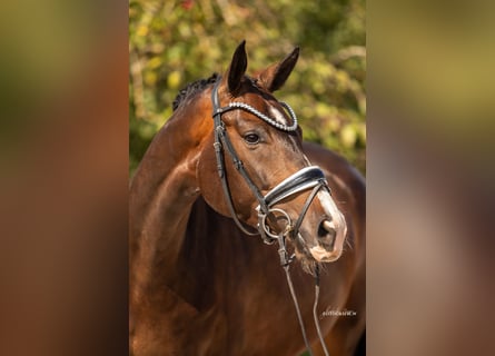 Hanoverian, Mare, 5 years, 16,1 hh, Bay-Dark