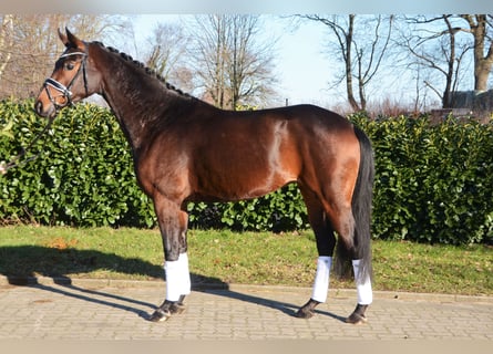 Hanoverian, Mare, 5 years, 16,1 hh, Bay-Dark