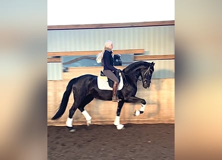 Hanoverian, Mare, 5 years, 16,1 hh, Black