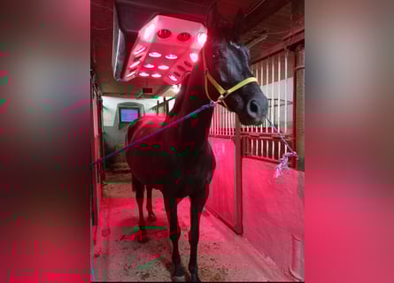 Hanoverian, Mare, 5 years, 16.1 hh, Black