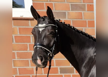 Hanoverian, Mare, 5 years, 16,1 hh, Black