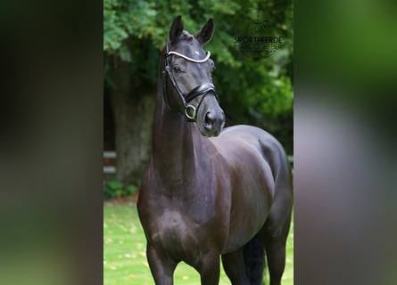 Hanoverian, Mare, 5 years, 16,1 hh, Black