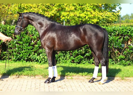 Hanoverian, Mare, 5 years, 16,1 hh, Black