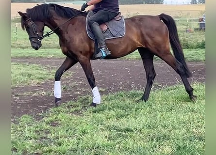 Hanoverian, Mare, 5 years, 16,1 hh, Black