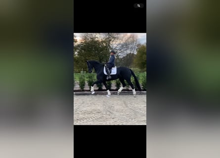 Hanoverian, Mare, 5 years, 16.1 hh, Black