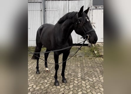 Hanoverian, Mare, 5 years, 16,1 hh, Black