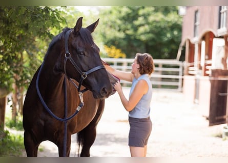 Hanoverian, Mare, 5 years, 16.1 hh, Black