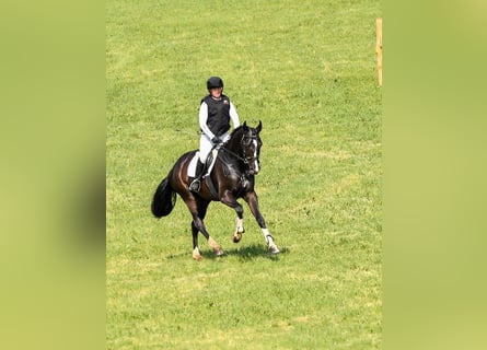 Hanoverian, Mare, 5 years, 16.1 hh, Black