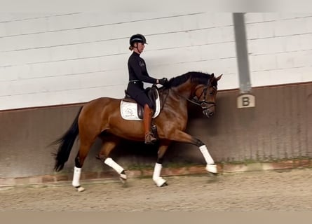 Hanoverian, Mare, 5 years, 16,1 hh, Brown