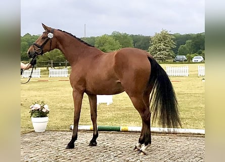 Hanoverian, Mare, 5 years, 16.1 hh, Brown