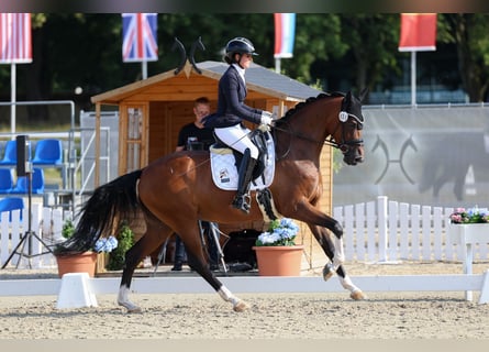 Hanoverian, Mare, 5 years, 16,1 hh, Brown