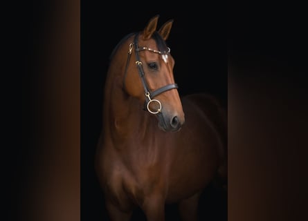 Hanoverian, Mare, 5 years, 16.1 hh, Brown