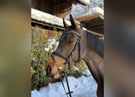 Hanoverian, Mare, 5 years, 16.1 hh, Brown