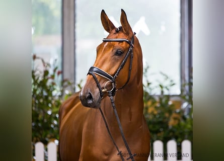 Hanoverian, Mare, 5 years, 16,1 hh, Brown