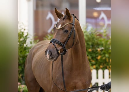 Hanoverian, Mare, 5 years, 16.1 hh, Chestnut