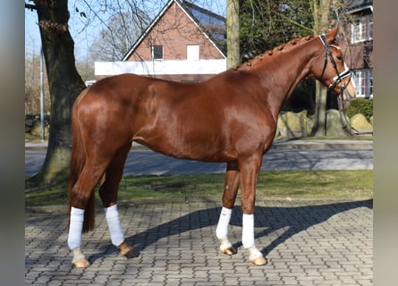 Hanoverian, Mare, 5 years, 16.1 hh, Chestnut-Red