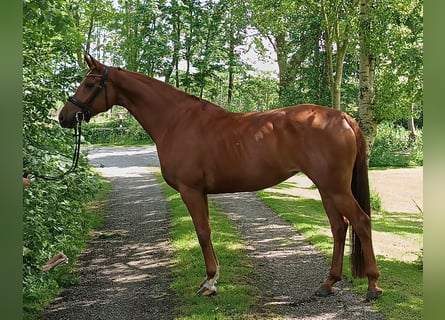 Hanoverian, Mare, 5 years, 16,1 hh, Chestnut-Red