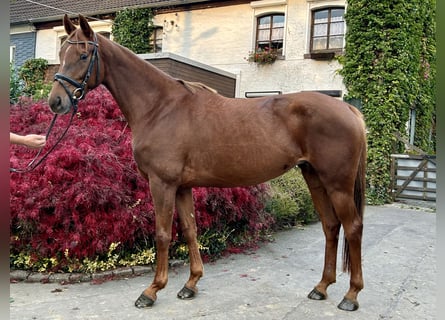 Hanoverian, Mare, 5 years, 16,1 hh, Chestnut-Red