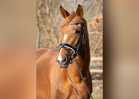 Hanoverian, Mare, 5 years, 16,1 hh, Chestnut-Red