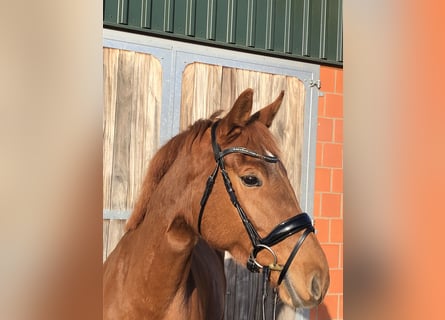 Hanoverian, Mare, 5 years, 16,1 hh, Chestnut-Red