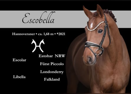 Hanoverian, Mare, 5 years, 16.1 hh, Chestnut-Red