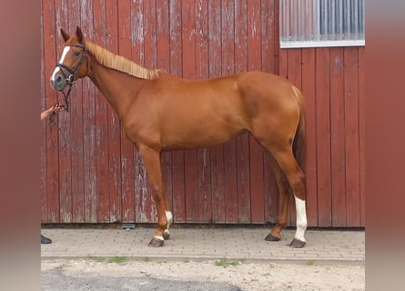 Hanoverian, Mare, 5 years, 16,1 hh, Chestnut-Red