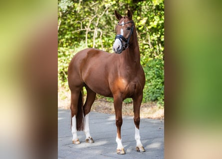 Hanoverian, Mare, 5 years, 16,1 hh, Chestnut-Red