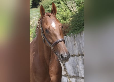 Hanoverian, Mare, 5 years, 16.1 hh, Chestnut-Red