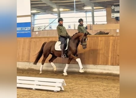 Hanoverian, Mare, 5 years, 16.1 hh, Chestnut-Red