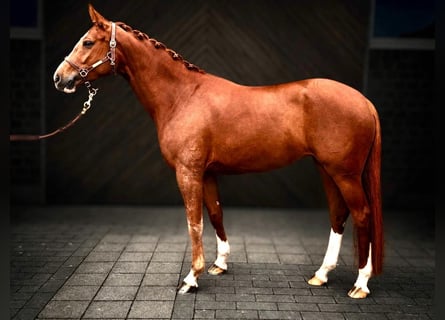 Hanoverian, Mare, 5 years, 16.1 hh, Chestnut-Red