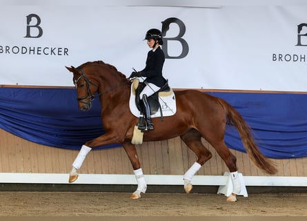 Hanoverian, Mare, 5 years, 16.1 hh, Chestnut-Red