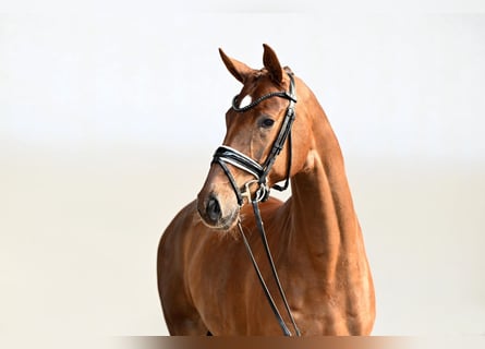 Hanoverian, Mare, 5 years, 16.1 hh, Chestnut-Red