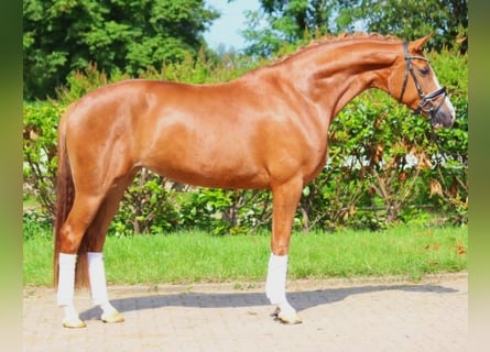 Hanoverian, Mare, 5 years, 16,1 hh, Chestnut-Red